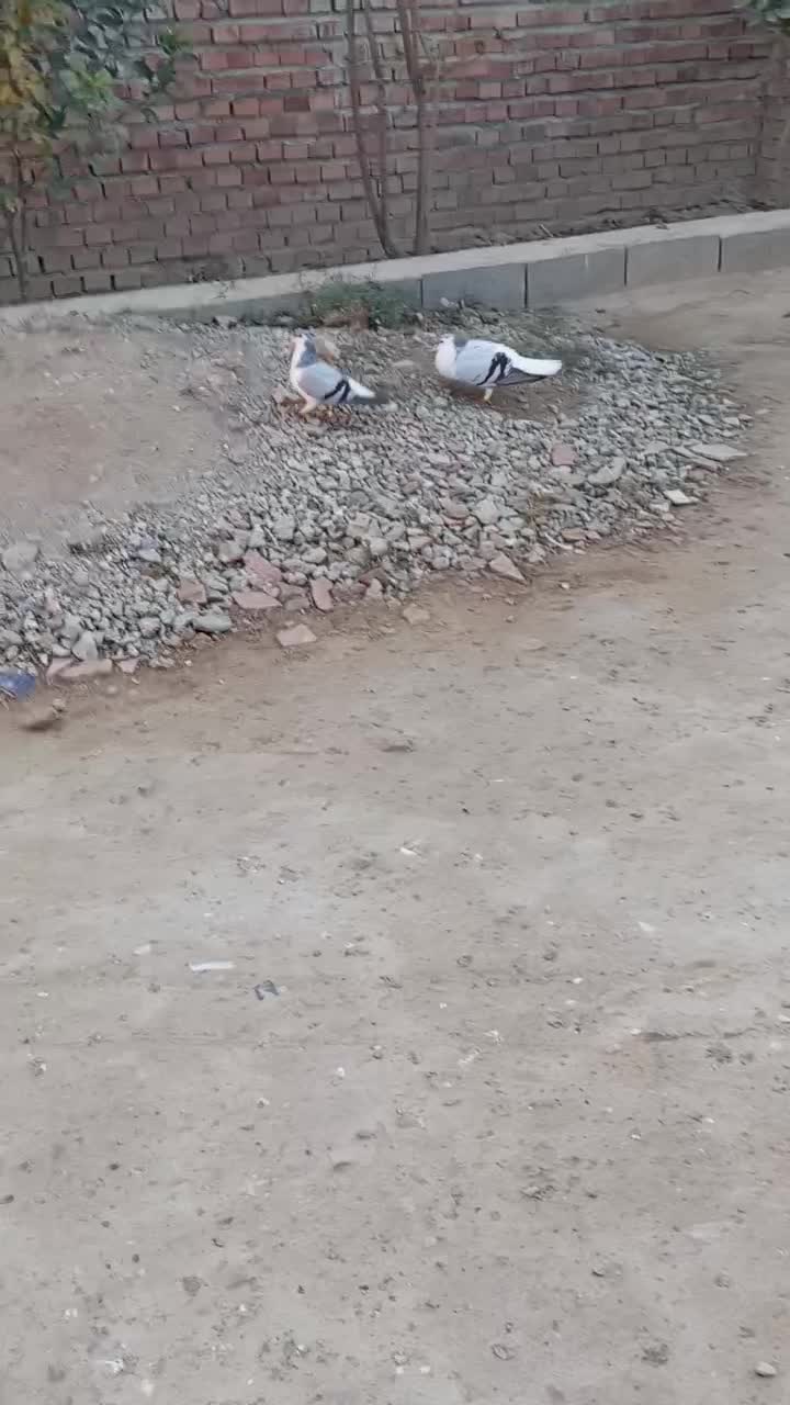 یک جفت ساده سبز با جوجه چب|پرنده|گنبد کاووس, |دیوار