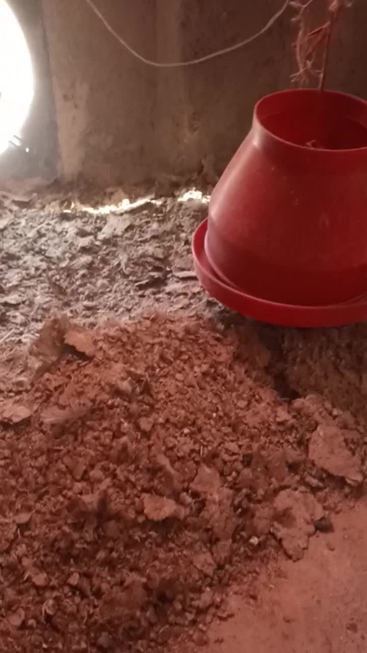 کود مرغی|خدمات باغبانی و درختکاری|فرمهین, |دیوار