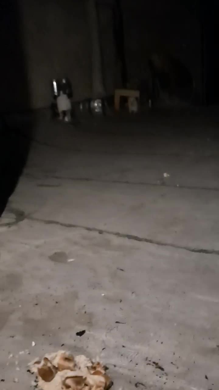 سگ پاکوتا نژاد فیندو نر همراه با باکس فی ۳ تومن|سگ|اردبیل, |دیوار