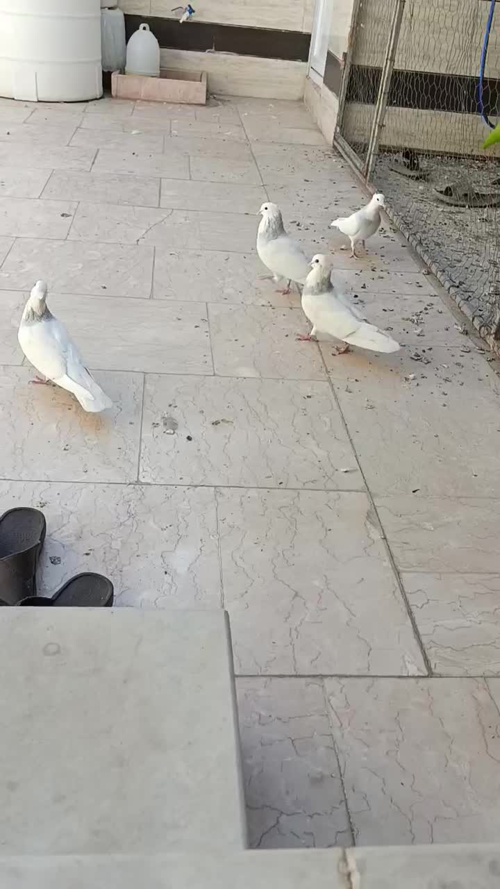 فروش کبوتر طوقی|پرنده|خمینیشهر, |دیوار