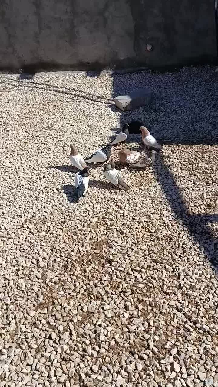 کفتر|پرنده|کبودرآهنگ, |دیوار