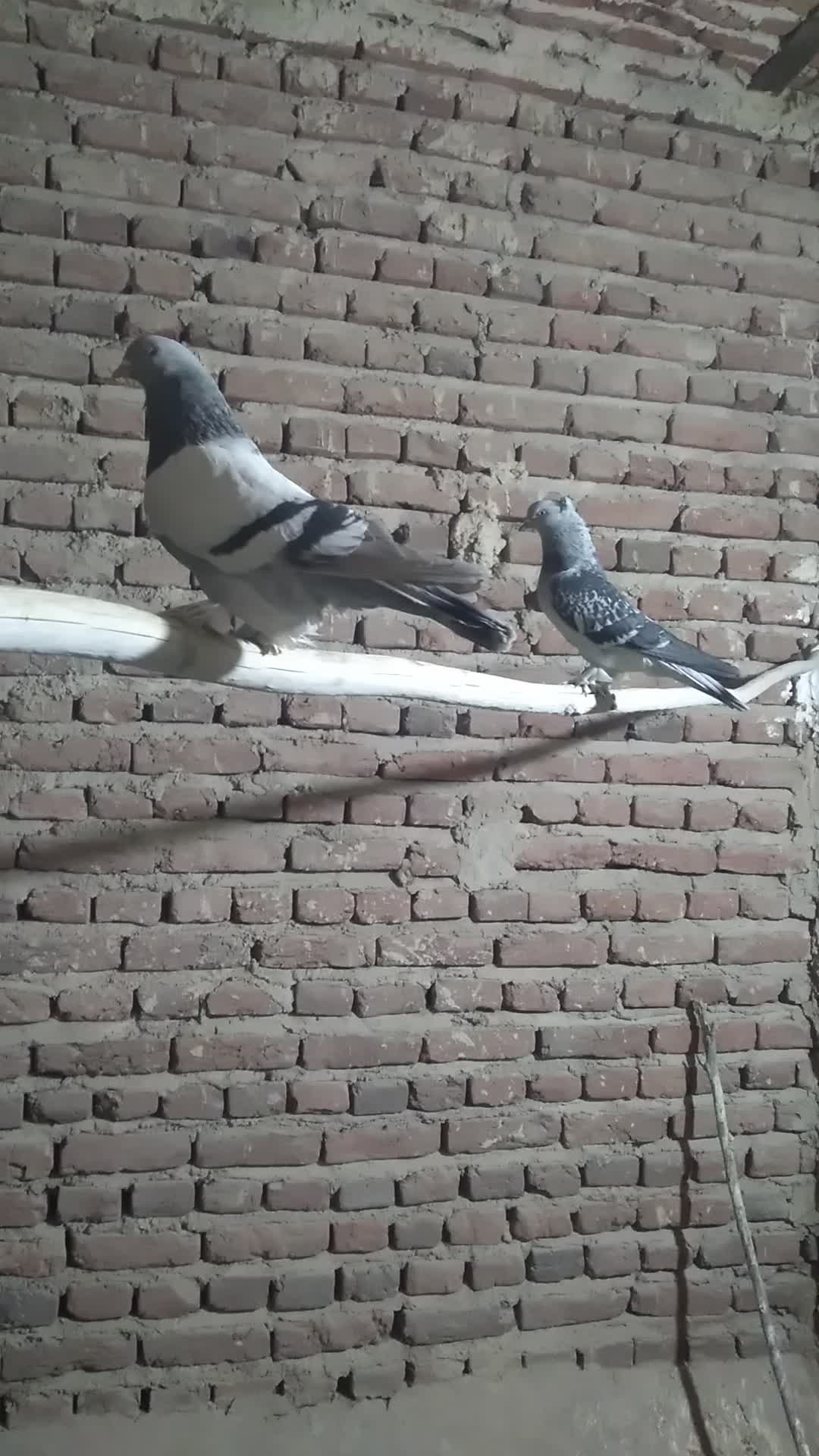 کبوتر|پرنده|تبریز, |دیوار