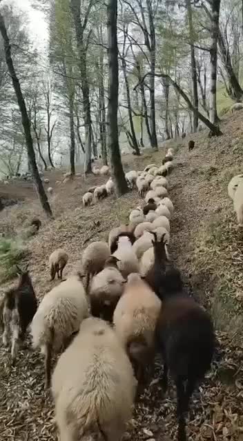 گوسفند نژاد دار آبستن(بالاترین کیفیت)|حیوانات مزرعه|رشت, جانبازان|دیوار