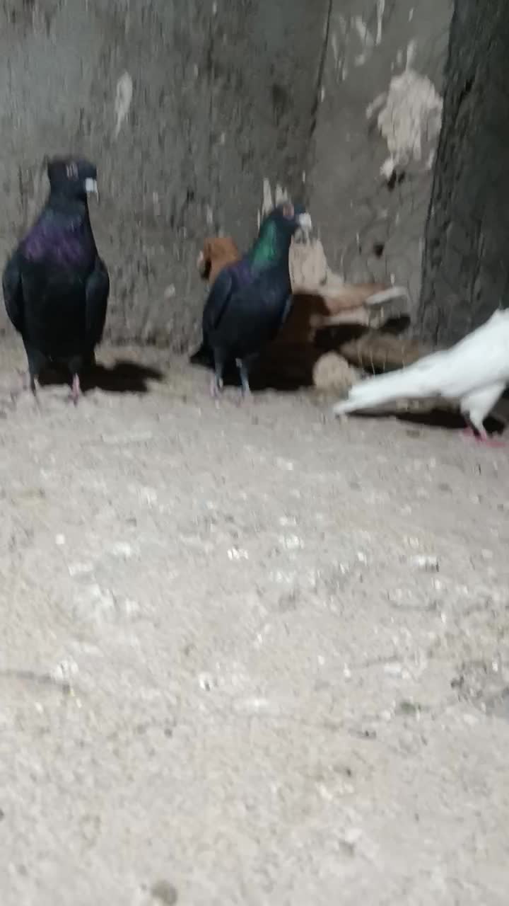 کفتر|پرنده|رفسنجان, |دیوار