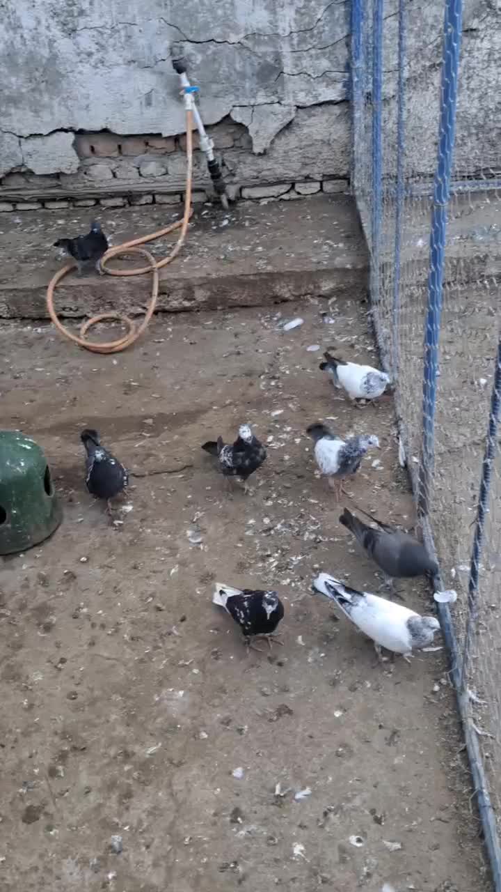 کبوتر ساعت سنگین|پرنده|سیمین شهر, |دیوار