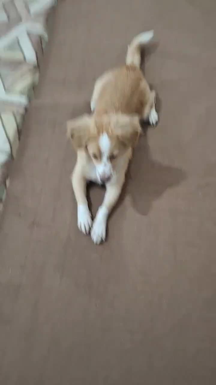 سگ  اشپیتز  روباهی|سگ|بندر گناوه, |دیوار