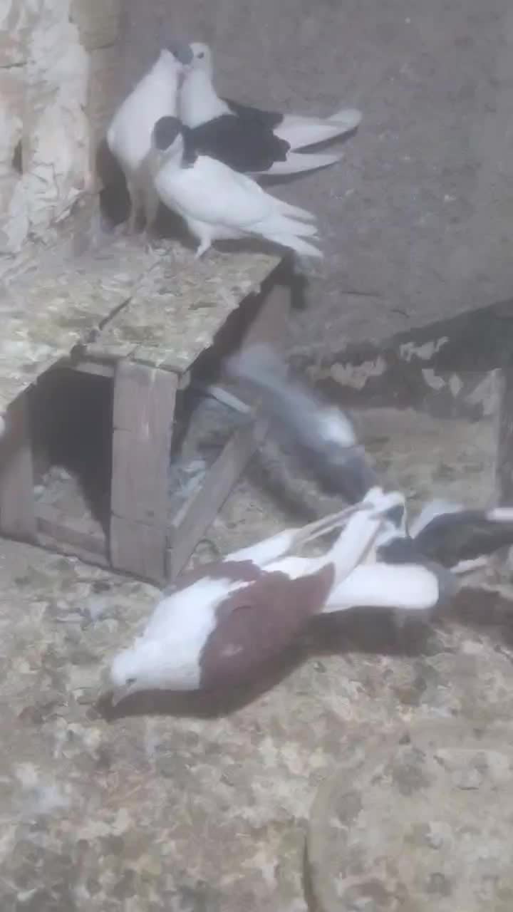 کبوتر مغلف یکت|پرنده|قزوین, |دیوار