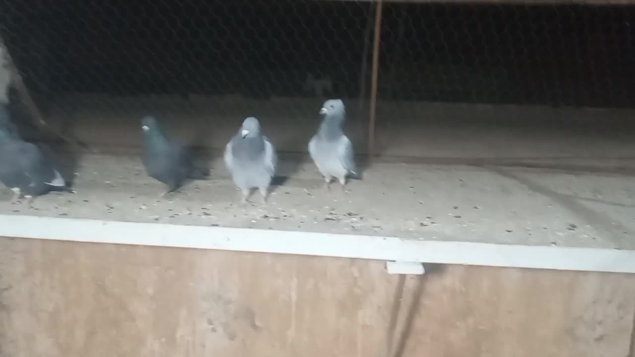 تعدادی کفتر نر|پرنده|رفسنجان, |دیوار