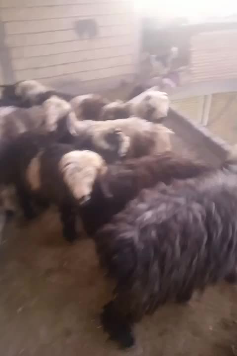 بره نر چاق|حیوانات مزرعه|گتوند, |دیوار