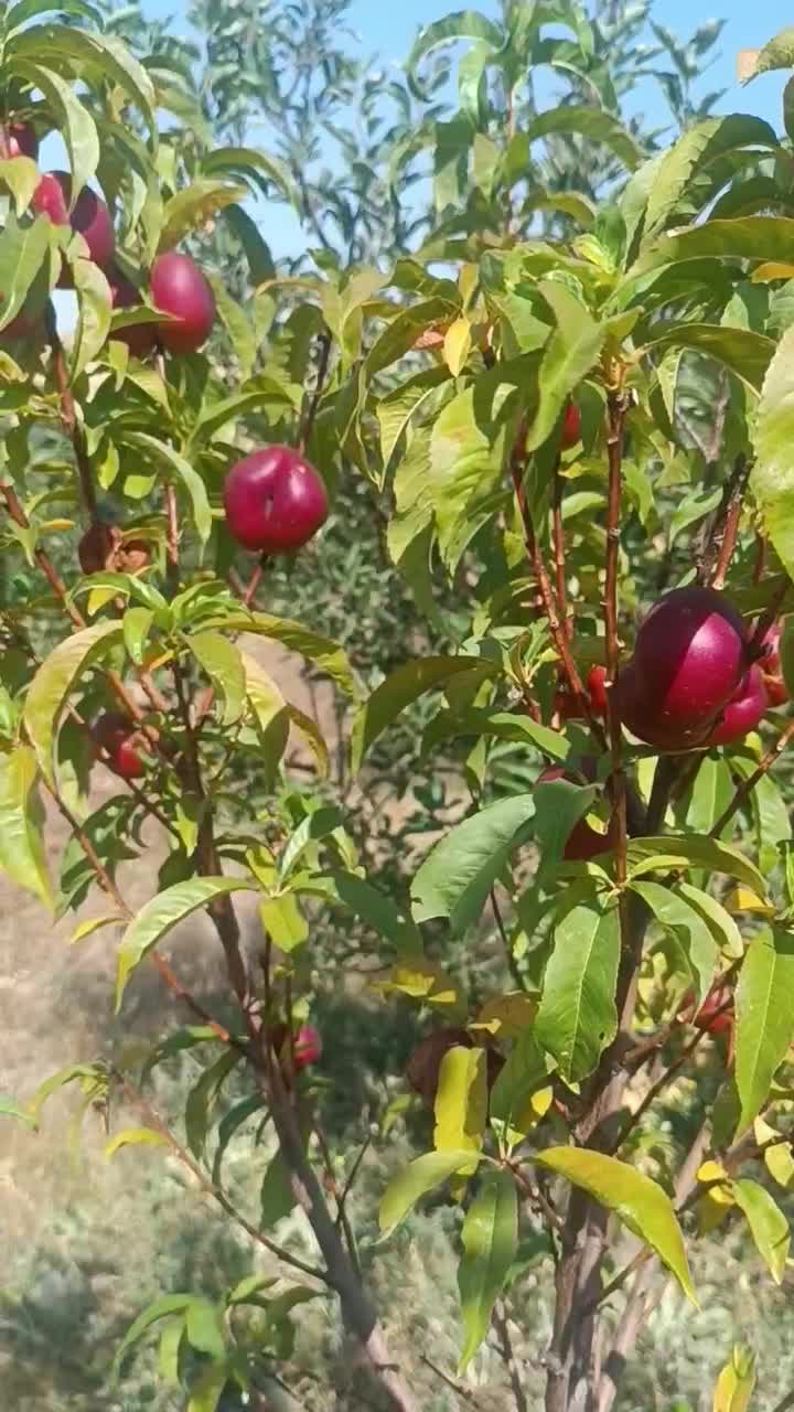 میوه|خوردنی و آشامیدنی|نظر کهریزی, |دیوار
