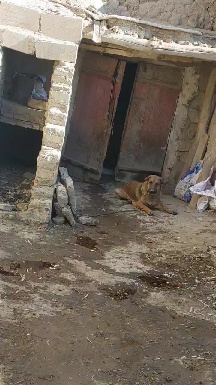 سگ ماده|سگ|صوفیان, |دیوار