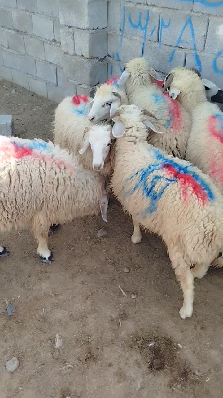 بره شیر|حیوانات مزرعه|جیرفت, |دیوار
