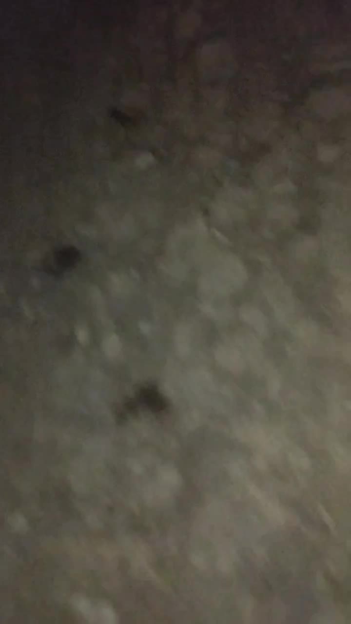 واگذاری شاه توله  سرابی ۱۰ ماهه درجه یک|سگ|خلخال, |دیوار