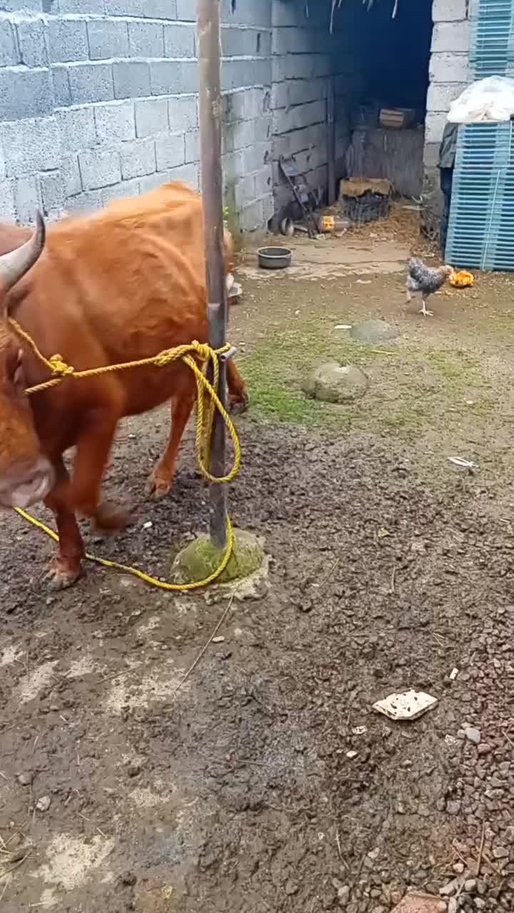 گاوچالوسی ۶ماه حامله|حیوانات مزرعه|لشت نشا, |دیوار