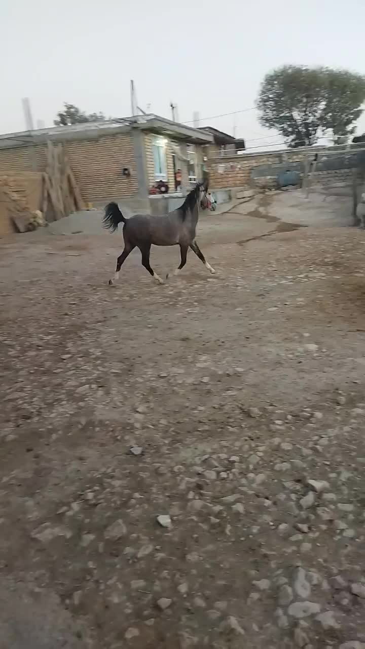 کره نریان|اسب و تجهیزات اسب‌سواری|کرمانشاه, |دیوار