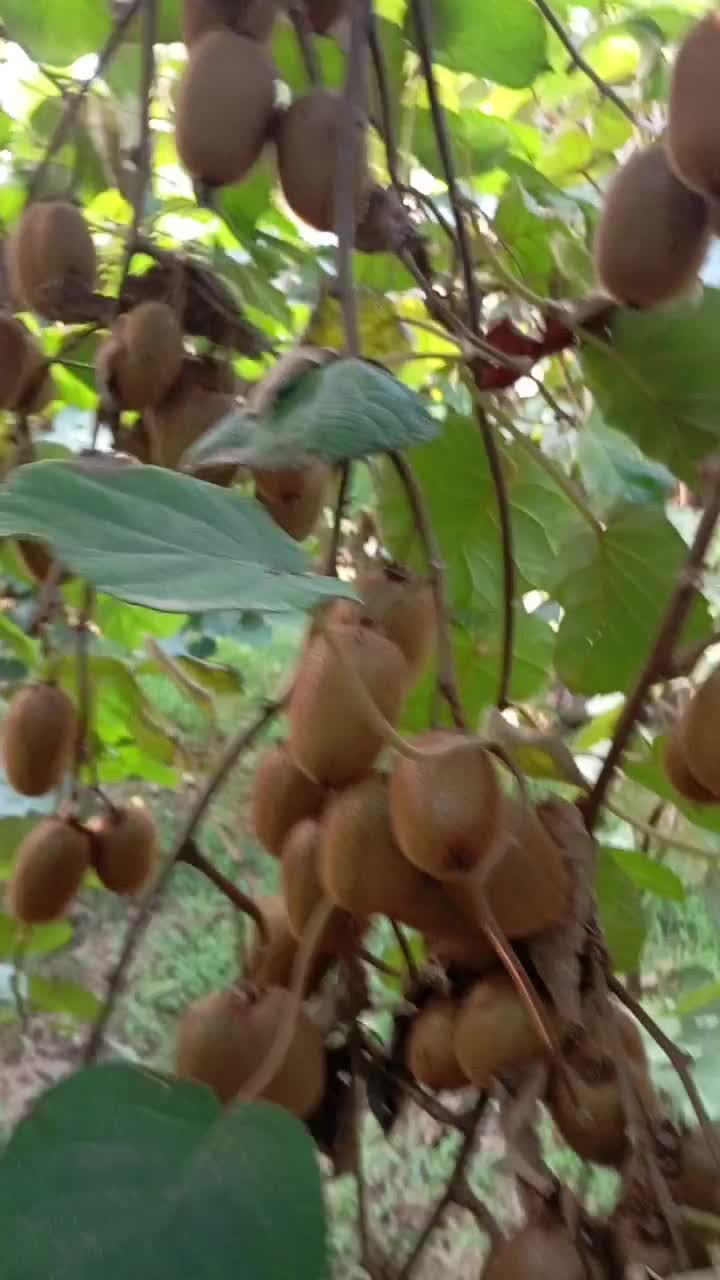 فروش کیوی درجه یک|خوردنی و آشامیدنی|گتاب, |دیوار