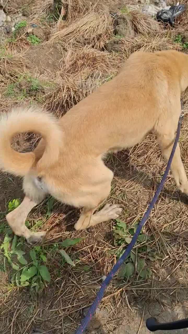 سگ پژدر واگذاری|سگ|چابکسر, |دیوار