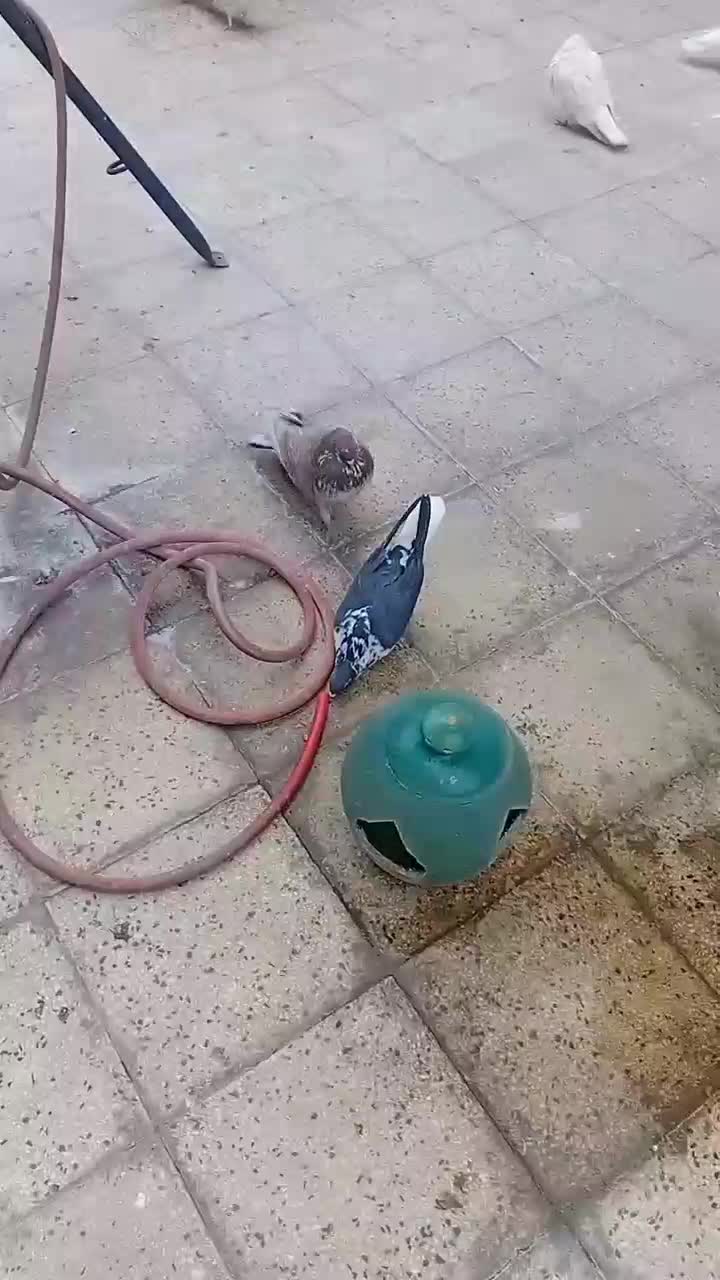 کفتر خوب|پرنده|ری, شهادت|دیوار