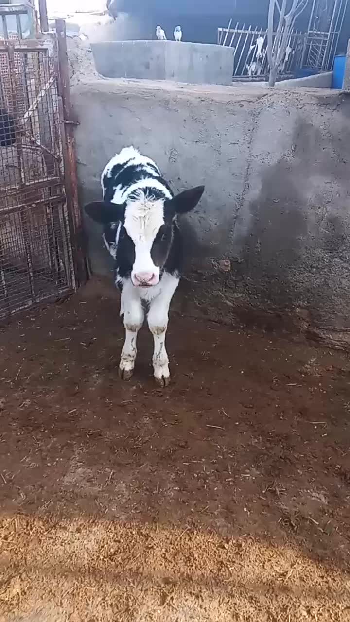 گوساله شیری ۲ماهه|حیوانات مزرعه|رضویه, |دیوار