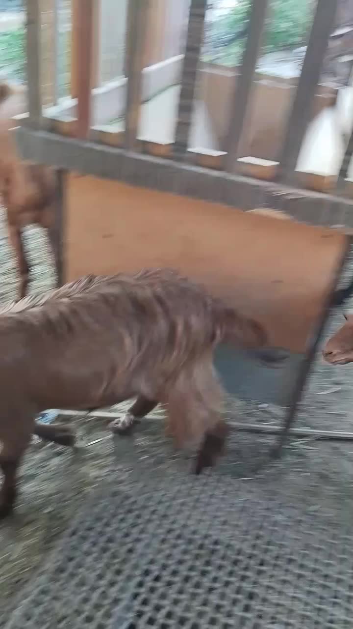 کهره ماده|حیوانات مزرعه|وحدتیه, |دیوار