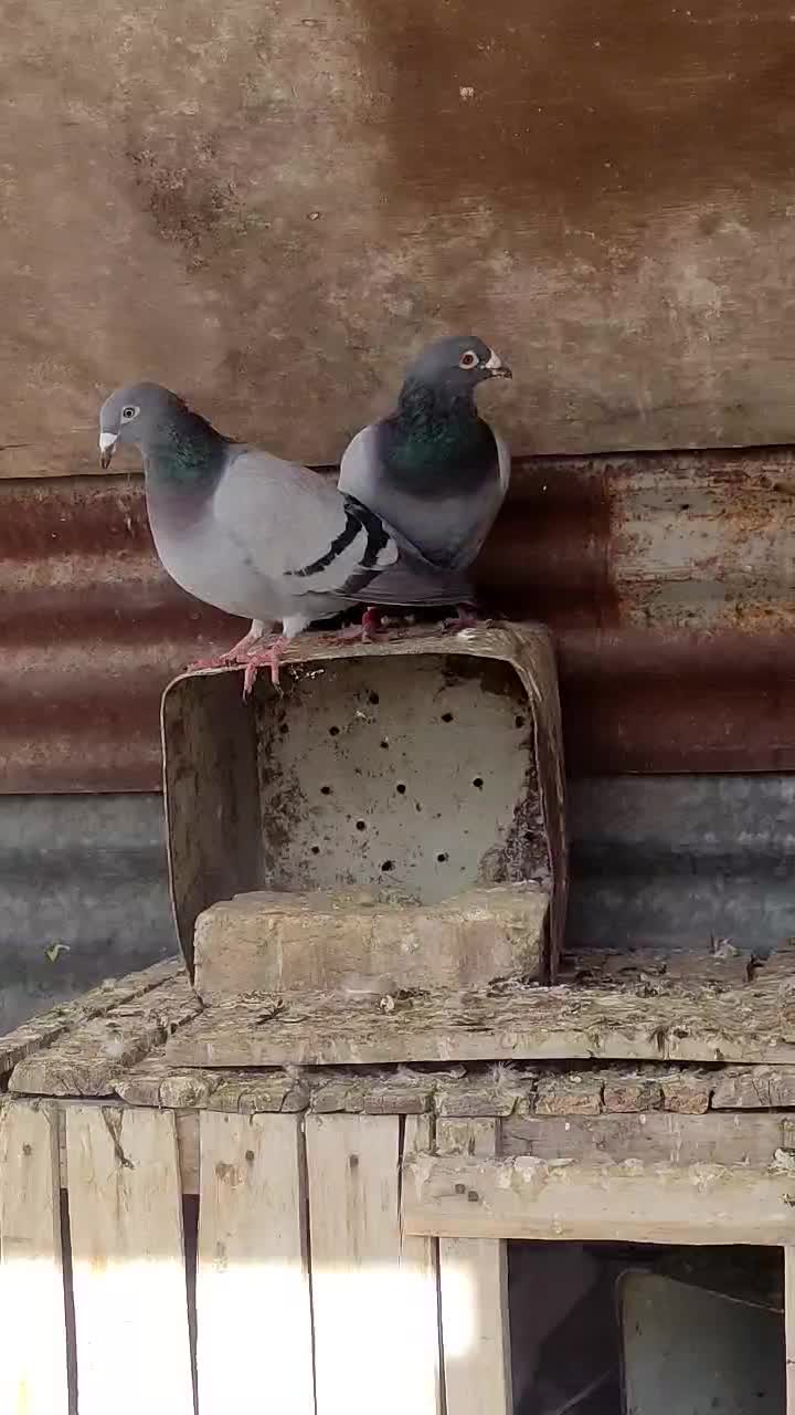 پلاکی درکوار|پرنده|شیراز, فرودگاه شهید دستغیب شیراز|دیوار