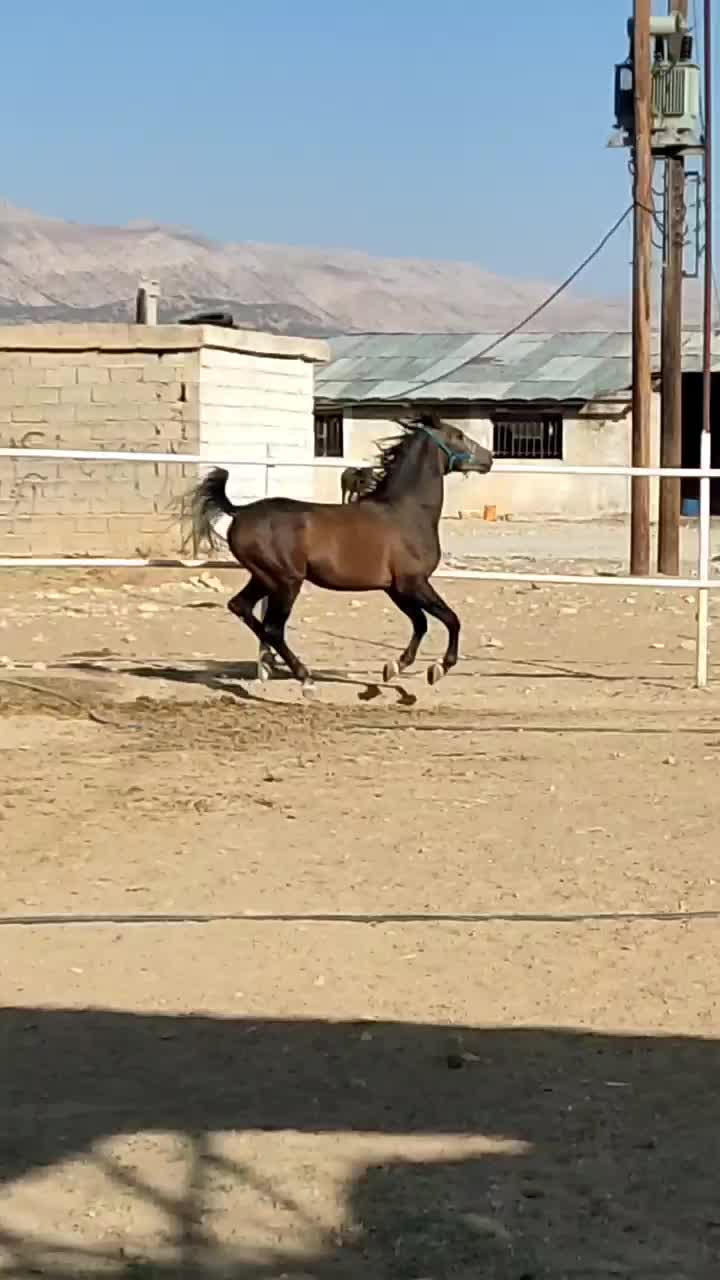 اسب|اسب و تجهیزات اسب‌سواری|رستم, |دیوار