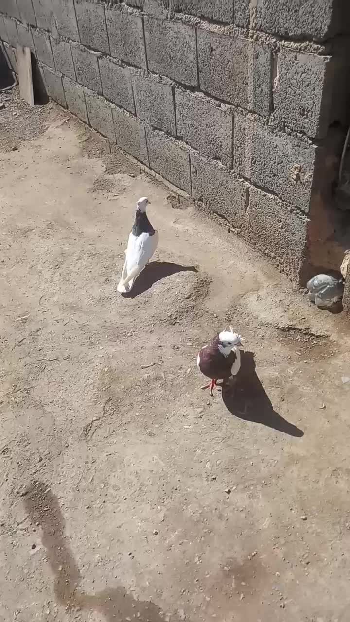 طوقی|پرنده|کیانشهر, |دیوار