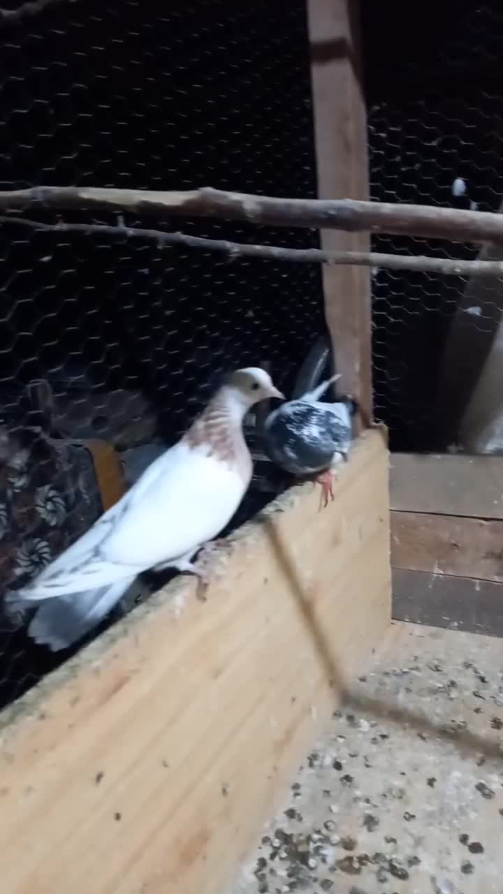 کبوتر۱۵۰ انتخابی|پرنده|بندر انزلی, کوی آزادگان|دیوار