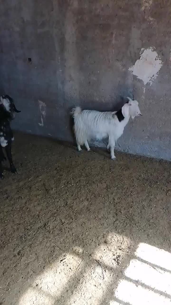 بز ترکی|حیوانات مزرعه|یزد, |دیوار