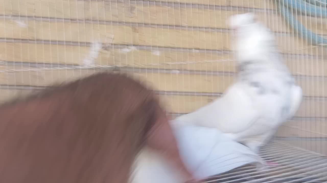 طوقی|پرنده|خورموج, |دیوار