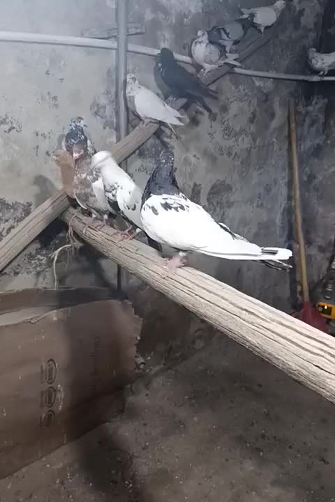 کفتر رنگی سفید دم سیاه کله زرد سرور|پرنده|کرج, حسین‌آباد|دیوار