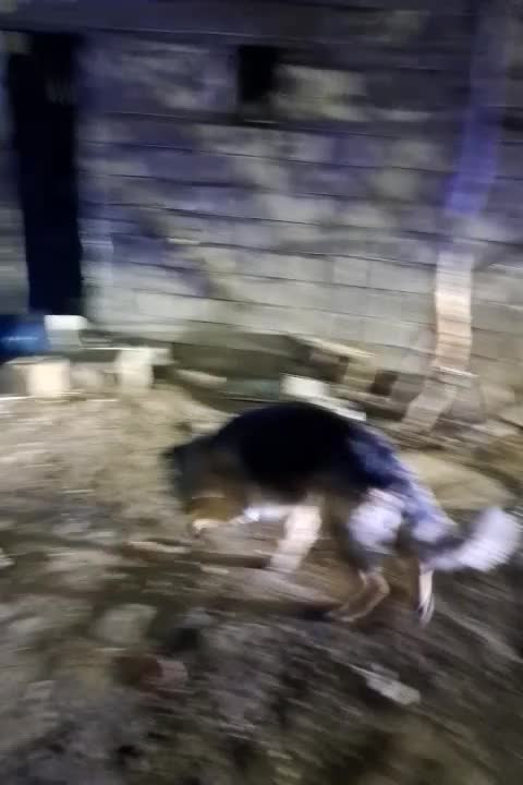 واگذاری ژرمن شولاین|سگ|نوشین شهر, |دیوار