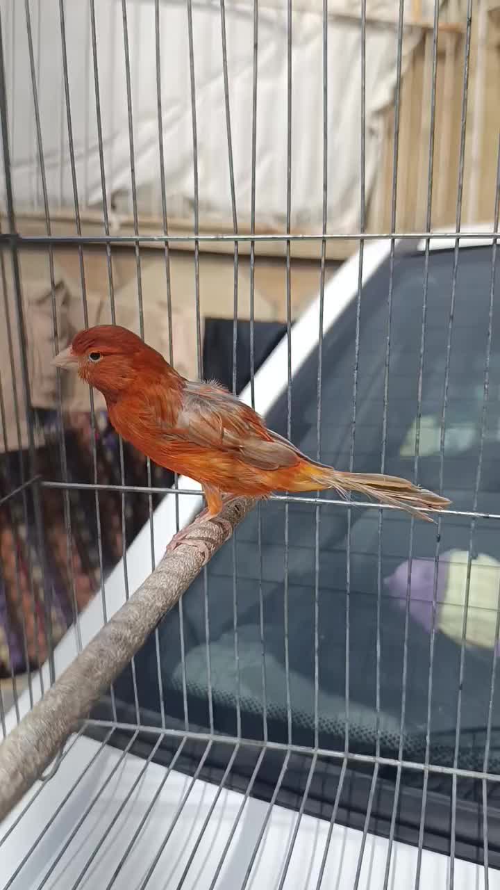 قناری ماده سرخ بدون پر ابلغی آماده|پرنده|شیراز, سعدیه جنوبی|دیوار