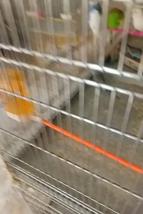 چند جفت مولد روی تخم|پرنده|بجنورد, |دیوار