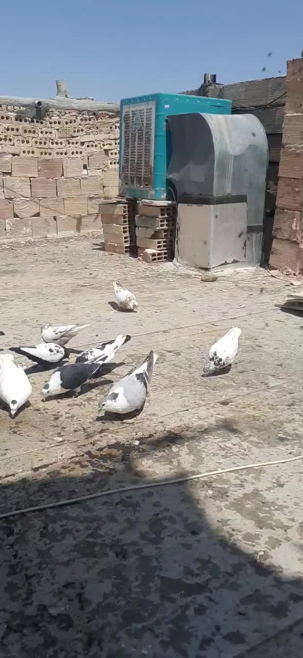 کفتر|حیوانات مزرعه|رضویه, |دیوار