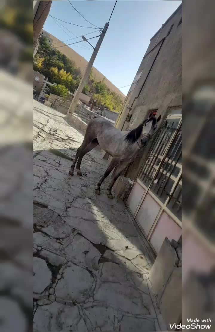 اسب کرد|اسب و تجهیزات اسب‌سواری|سنندج, |دیوار