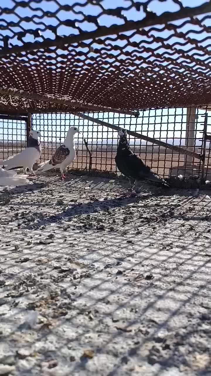 چنتا پرنده پرشی|پرنده|اسفراین, |دیوار