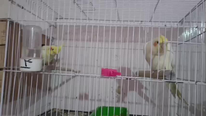 عروس هلندی فوق مولد 4جفت|پرنده|اهواز, پردیس|دیوار