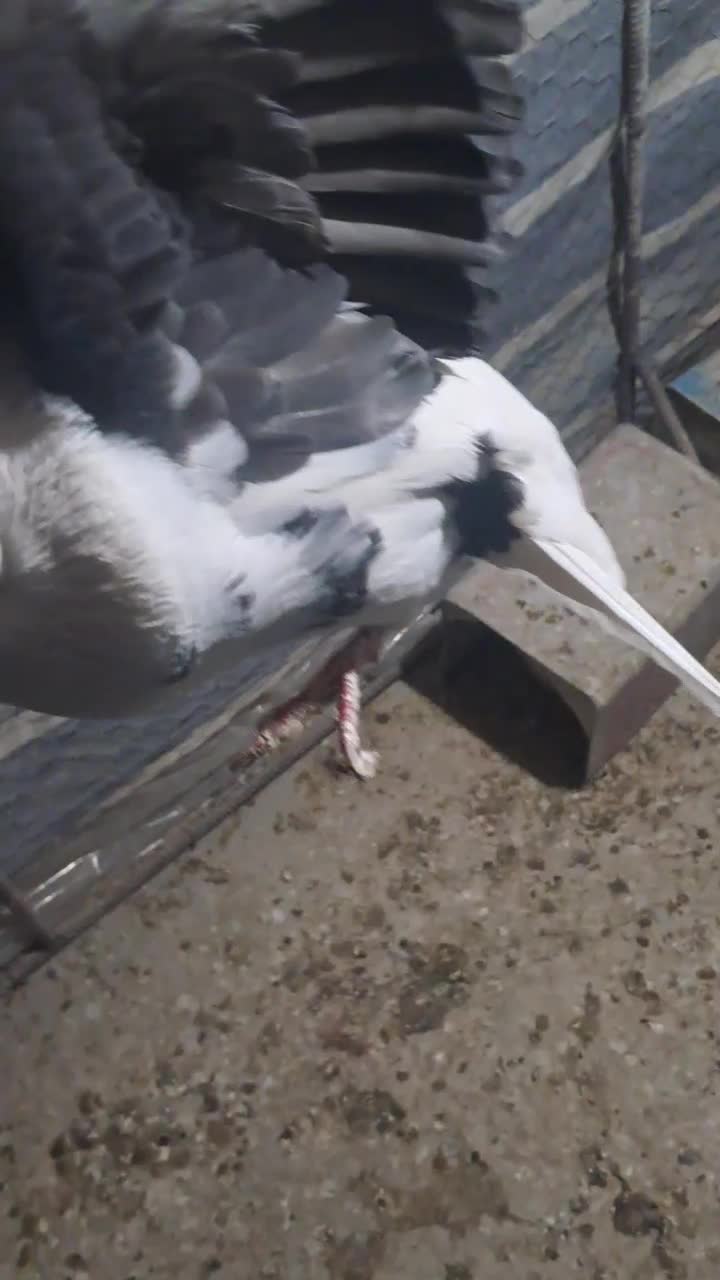 کبوتر دوکتی|پرنده|برخوار, |دیوار