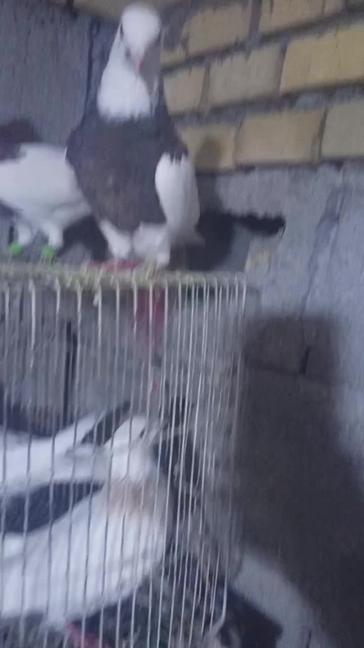 طوقی.زیره.سرکه ای ماده.|پرنده|اندیمشک, |دیوار