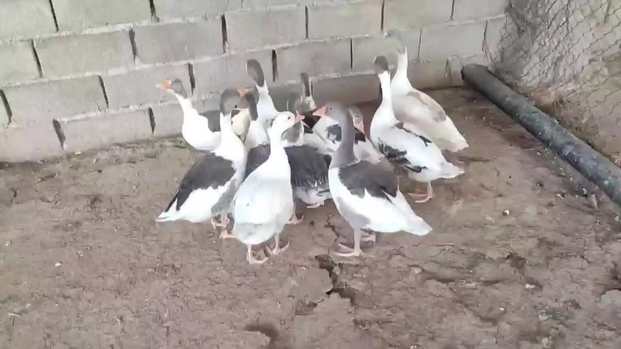 غاز|حیوانات مزرعه|خرم‌آباد, |دیوار