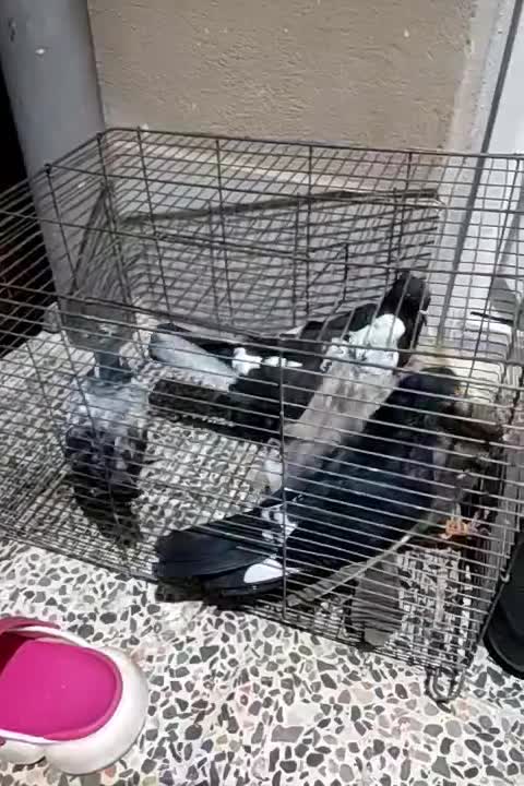 کبوتر سیاه بوشهری سینه باشه ای|پرنده|بوشهر, |دیوار