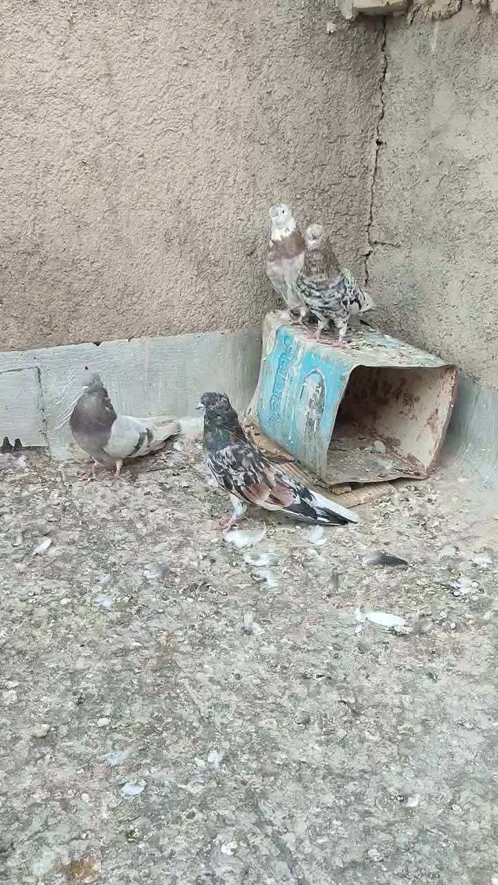 سرور|پرنده|اراک, |دیوار