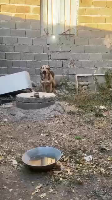 ماده پژدر|سگ|زنجان, |دیوار