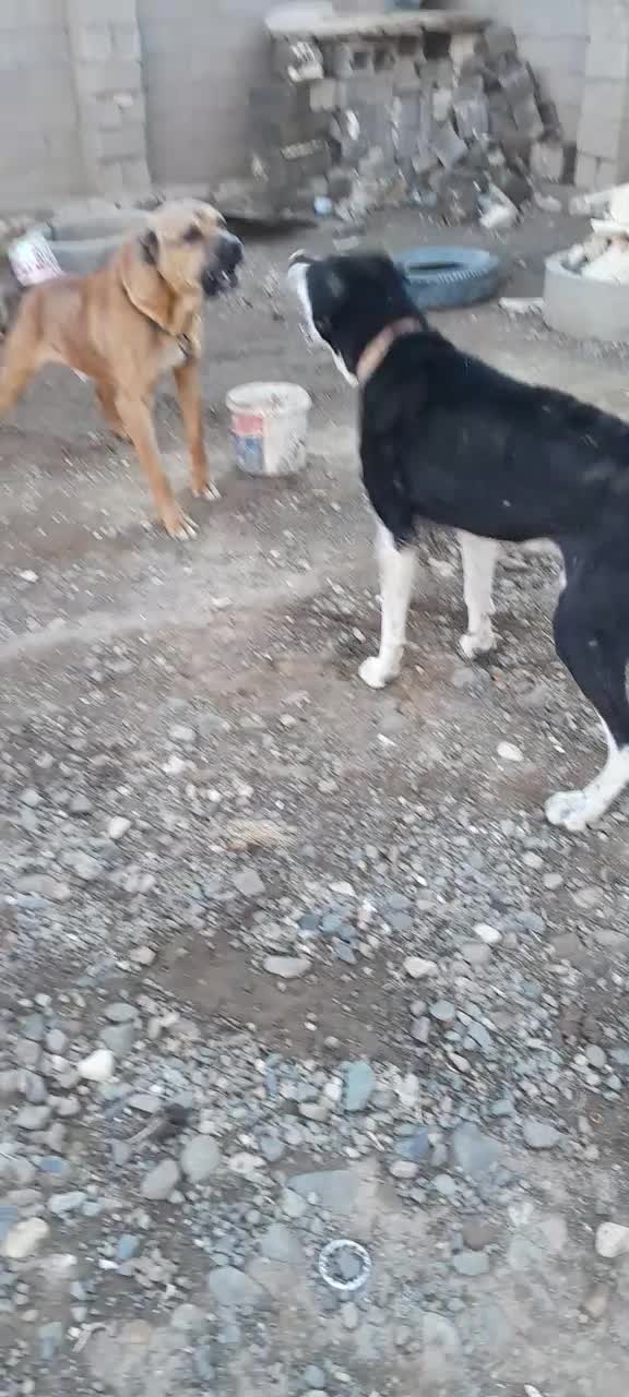 سگ سراب|سگ|همدان, |دیوار