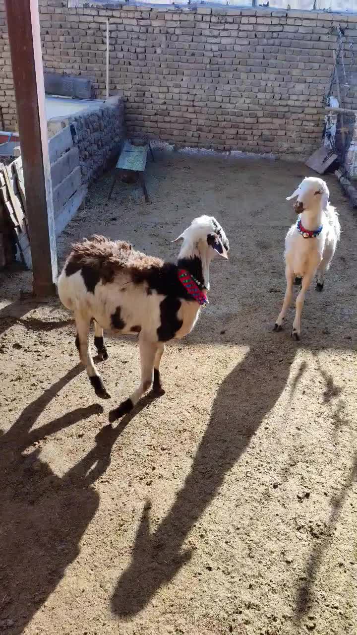 بره قوچای پلنگی و افشاری|حیوانات مزرعه|بروجرد, |دیوار