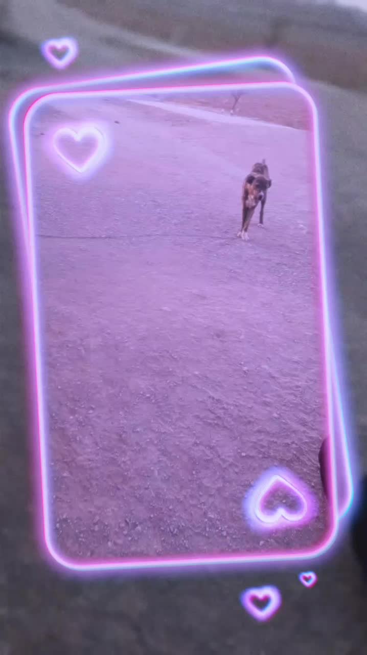 سگ 7 ماهه|سگ|سده (خراسان جنوبی), |دیوار