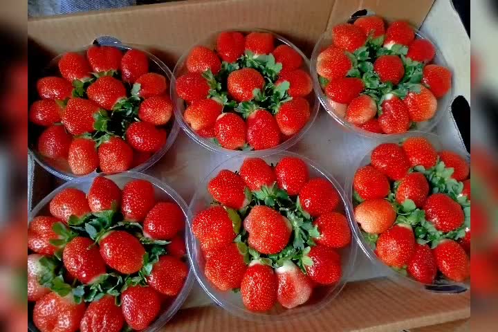 بوته ونشائ توت فرنگی|خدمات باغبانی و درختکاری|موچش, |دیوار