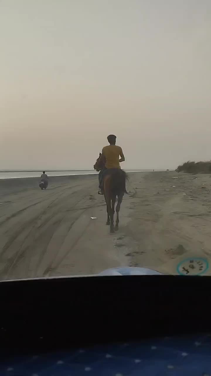 کره نریان کورسی|اسب و تجهیزات اسب‌سواری|میناب, |دیوار