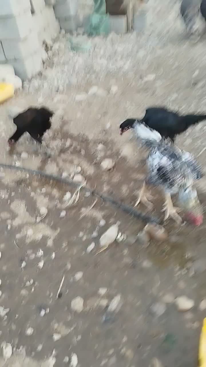 تخم مرغ لاری اوشامو|حیوانات مزرعه|تخت, |دیوار